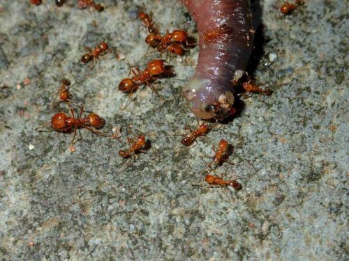 Réf. 240 120 : Solenopsis geminata